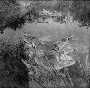 Photograph of skeletal remains floating in pool of water