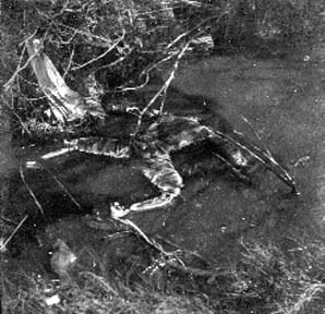 Photograph of skeletal remains floating in pool of water