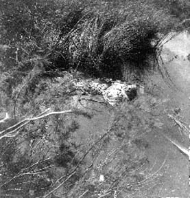 Photograph of skeletal remains floating in pool of water