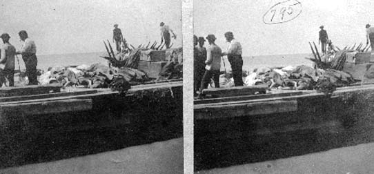 Stereo card labeled Barge in Gulf