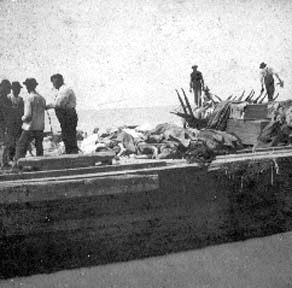 Photograph of bodies on barge