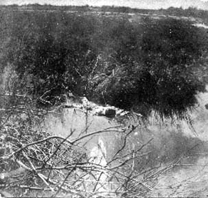 Photograph of skeletal remains laying in water