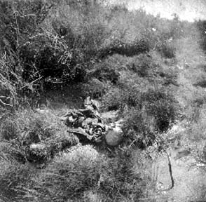 Photograph of skeletal remains laying among brush