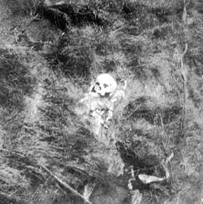 Photograph of skeletal remains laying amid brush