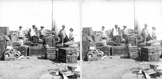 Stereo card of workers surrounded by trunks