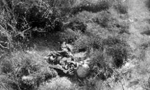 G-1771FF1.4-5 Skeletal remains lying among brush