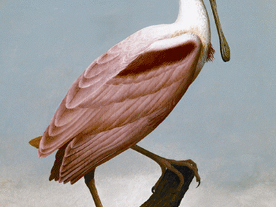 Of Birds and Texas: The Art of Stuart and Scott Gentling