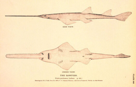  Smalltooth Sawfish (Pristis pectinata) Rostra